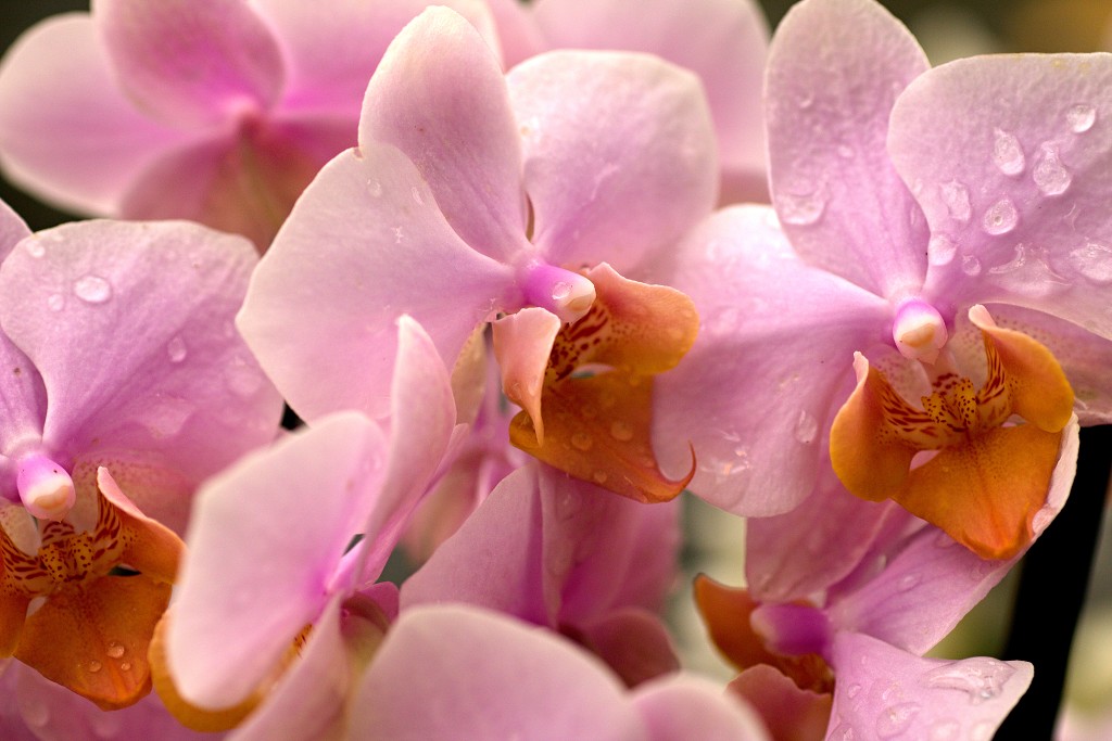 orchideeën orchidee orchideeen hdr bloem Orchidaceae natuur flora bloemen orchis sierbloem sierplant phalaenopsis orchidaceae
